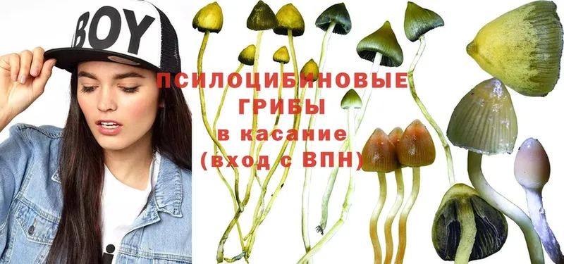 Псилоцибиновые грибы Psilocybine cubensis  Железногорск 